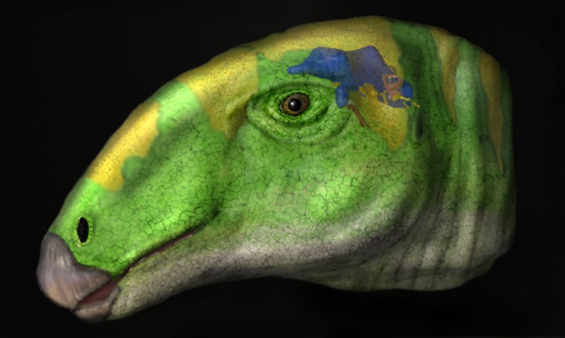 Los dinosaurios ornitópodos pudieron ser tan listos como sus parientes carnívoros