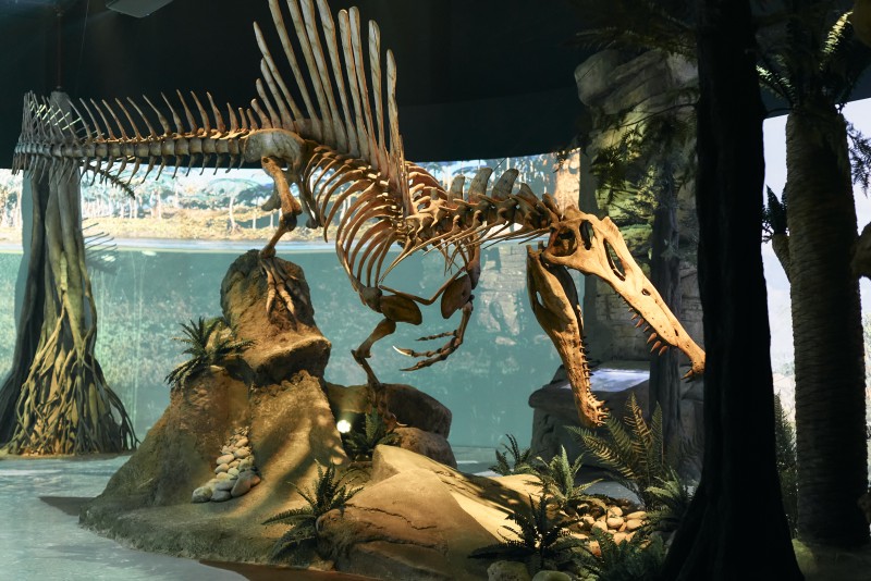 En Dinópolis se expone la única réplica de 12 metros de longitud de un Spinosaurus