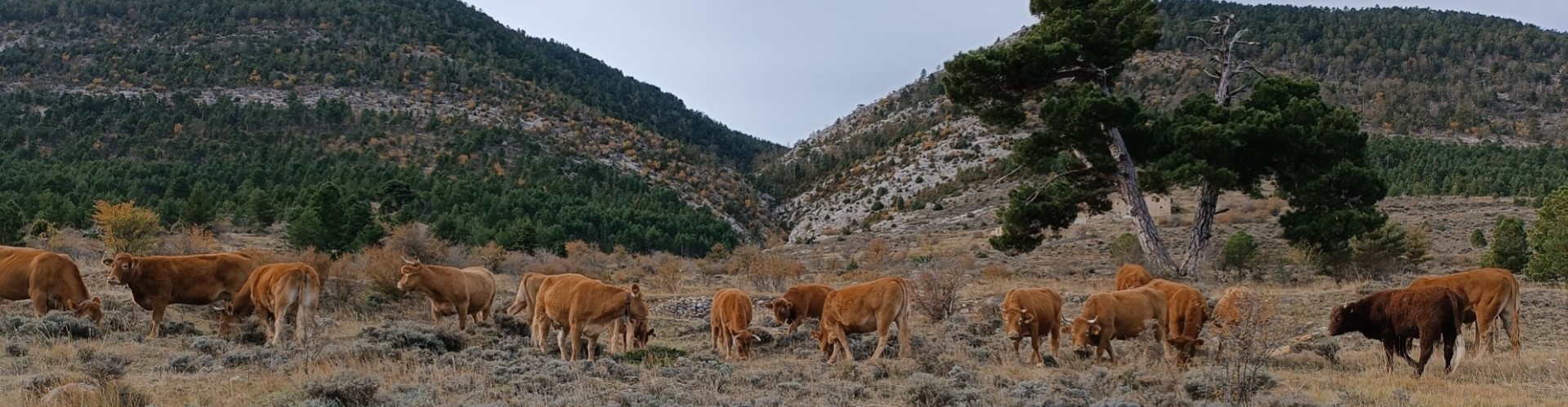 Apartamentos de Turismo Rural La Rocha