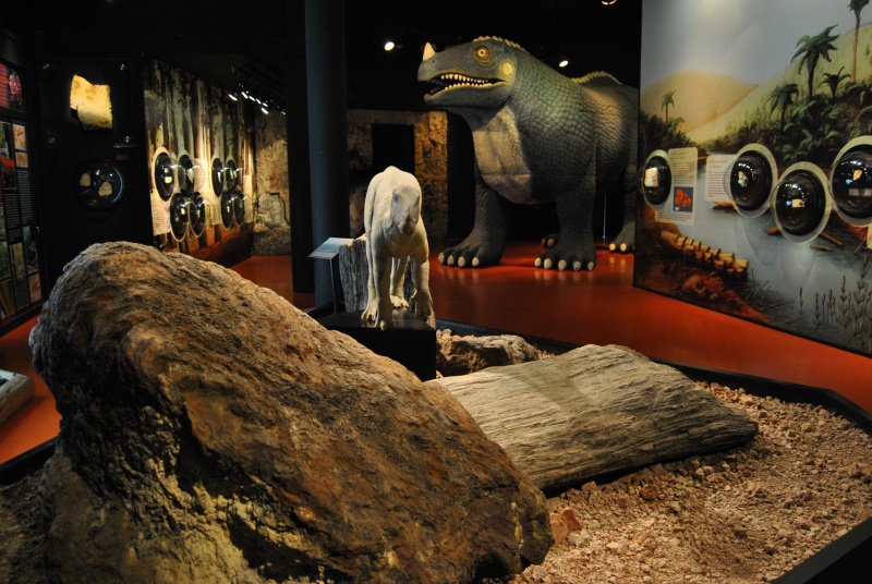 Bosque Pétreo o la piel cuarteada del tiempo