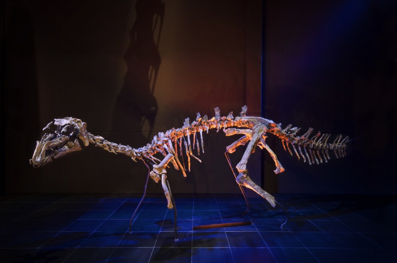 ¿Os gustaría conocer un poquito más a nuestros dinosaurios?