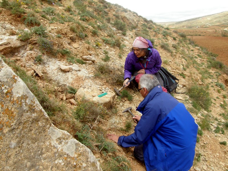 Monginaia, un nuevo bivalvo de agua dulce que vivió en Teruel hace 129 millones de años