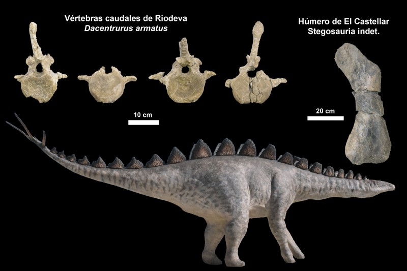 Los estegosaurios como protagonistas de las faunas de dinosaurios Jurásicos del este peninsular.