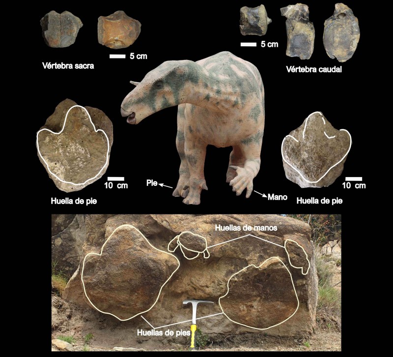 La locomoción cuadrúpeda de grandes dinosaurios ornitópodos evidenciada a través de fósiles de Teruel
