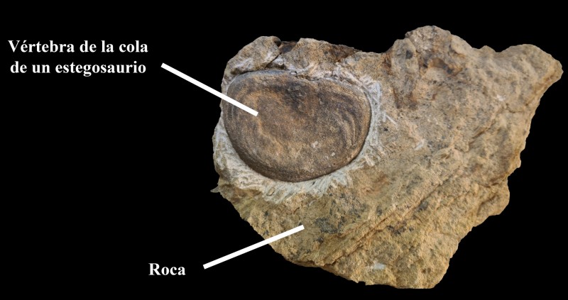 La Fundación Dinópolis en la Reunión anual de la Asociación Europea de Paleontología de Vertebrados