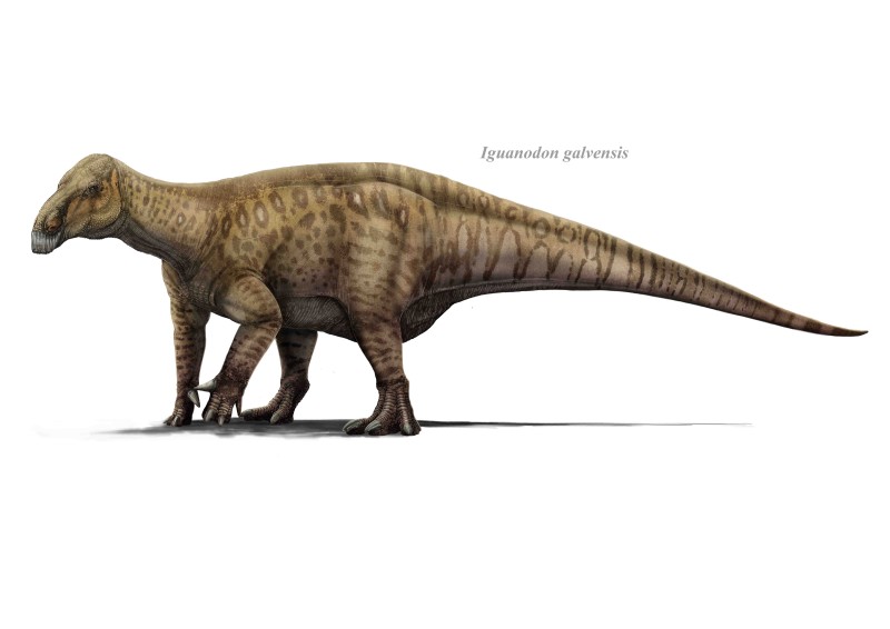 Fósiles de Teruel determinan a Iguanodon galvensis como un dinosaurio ornitópodo de referencia del Cretácico Inferior