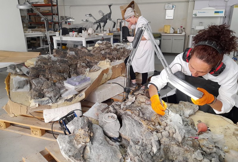 Nuevas investigaciones sobre vertebrados y paleobotánica de Teruel en las Jornadas de la Sociedad Española de Paleontología celebradas en La Coruña.