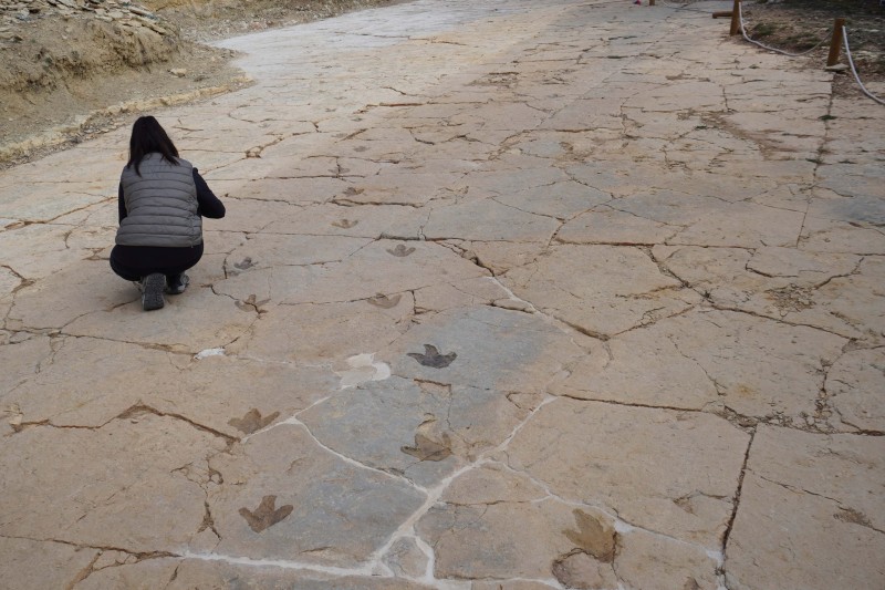 La Fundación Dinópolis descubre más de 50 nuevas huellas de dinosaurios carnívoros en el yacimiento “Mas de Pérez” (Mosqueruela, Teruel)