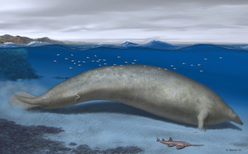 Una investigación sobre un cetáceo encontrado en Perú, que podría ser el animal con mayor peso corporal conocido hasta el momento, gana el Premio Internacional de Investigación en Paleontología 2024.