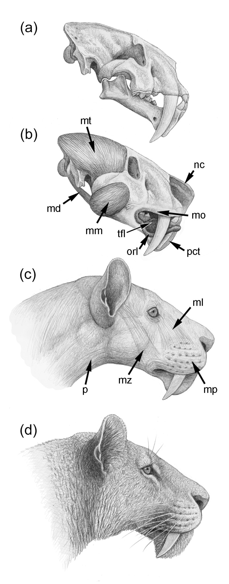 Describen los mecanismos que permitían a los félidos “dientes de sable” mantener sus caninos fuera al cerrar la boca