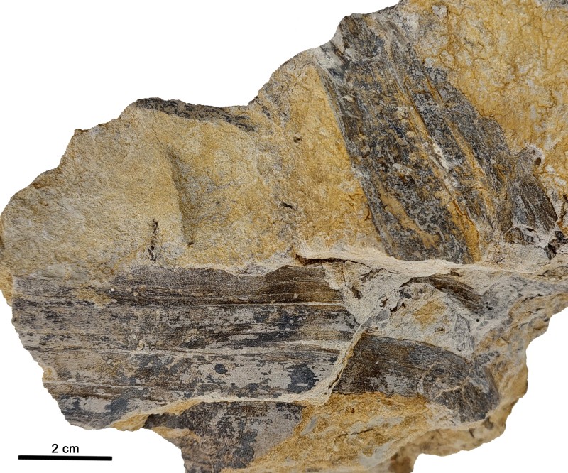 Un tipo peculiar de hojas fósiles del Cretácico de la provincia de Teruel, aporta nuevos datos sobre los ambientes con dinosaurios en un intervalo de unos 25 millones de años.