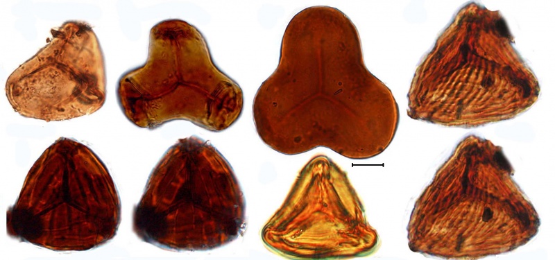 Una nueva investigación sobre plantas fósiles indica que los dinosaurios de Galve vivieron en un ambiente húmedo con influencia marina y ligado a un clima tropical.