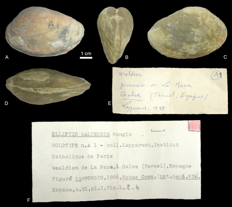 La búsqueda en Francia de un bivalvo que lleva el nombre de Galve protagoniza una presentación en las Jornadas de Paleontología celebradas en Portugal