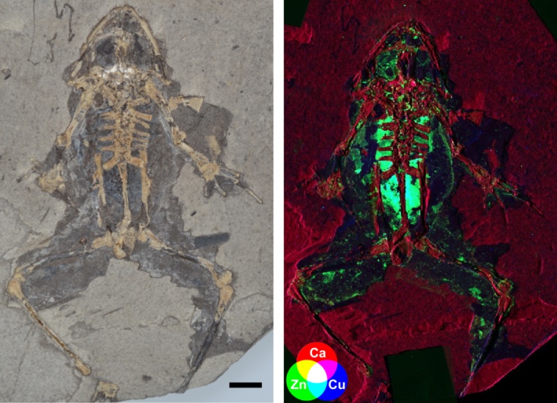Fósiles de Libros (Teruel) protagonizan otro relevante avance metodológico en Paleontología.