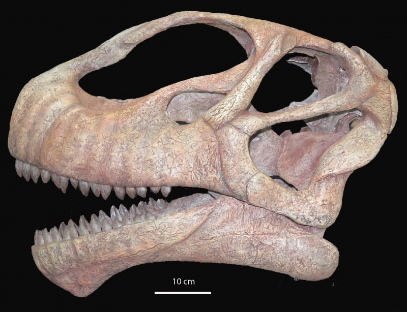 Nuevo proyecto de investigación sobre dinosaurios concedido al equipo de la Fundación Dinópolis.