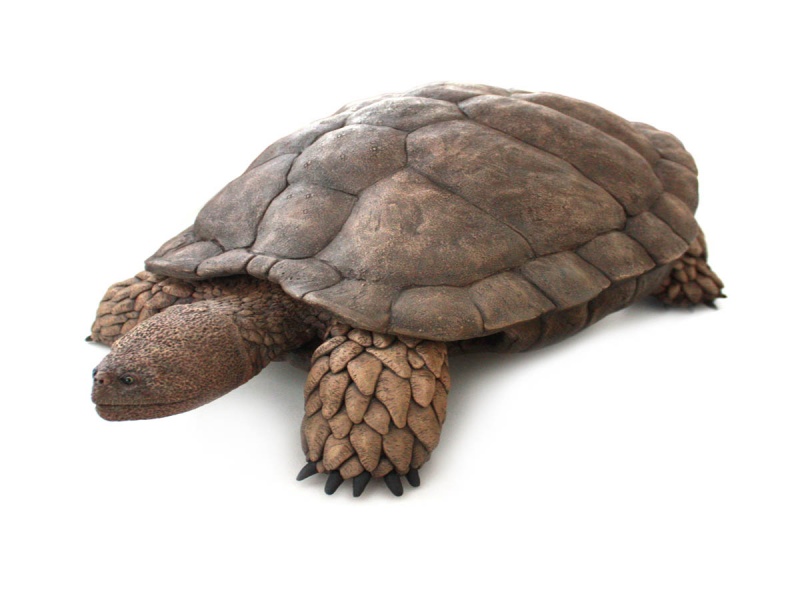 Aragochersis, una nueva tortuga primitiva del Cretácico Inferior de España.