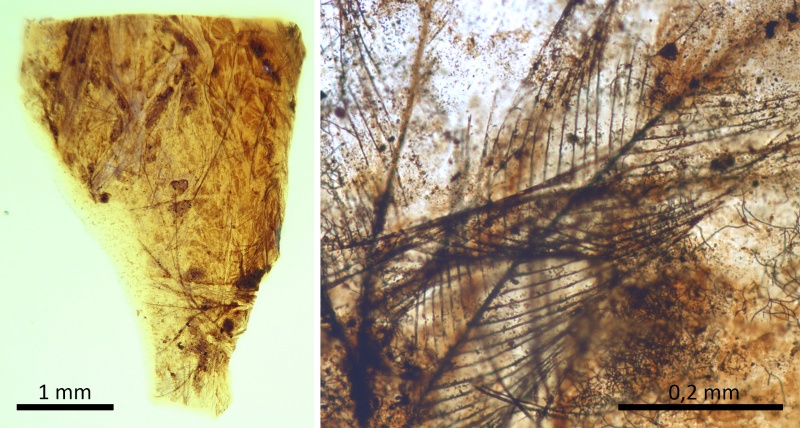 Plumas de dinosaurio y pelos de mamífero del Cretácico de Teruel aportan nuevas claves sobre la conservación de restos de vertebrados en ámbar.