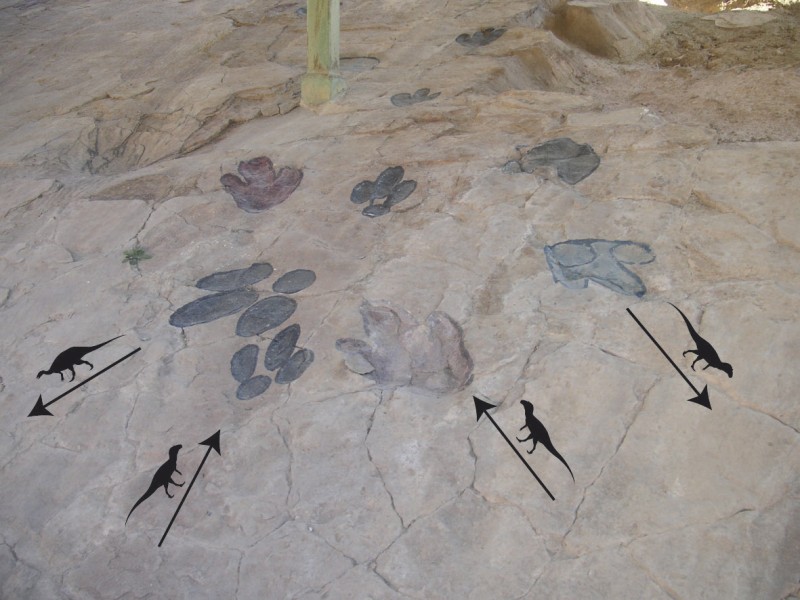 Un nuevo estudio revela cómo el ambiente influyó en el caminar de los dinosaurios hace unos 140 millones de años