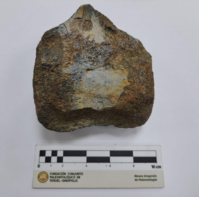 Nuevas investigaciones sobre paleobotánica, huellas y huesos de dinosaurios de Teruel en las Jornadas de la Sociedad Española de Paleontología