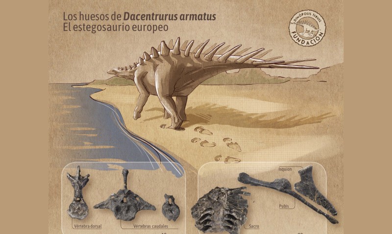 Excepcionales fósiles de Teruel esclarecen la clasificación de los dinosaurios estegosaurios