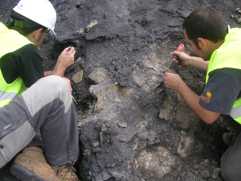 Descubren en Teruel el esqueleto más completo de Europa de una tortuga de hace 110 millones de años