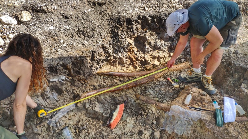 La campaña de excavación en el yacimiento “Las Casiones” saca a la luz las defensas de un gran mastodonte