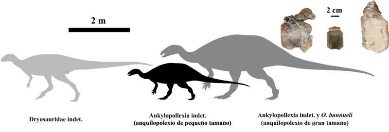 Una investigación revela nuevos grupos de dinosaurios herbívoros en el Jurásico a través de fósiles de Teruel y Valencia