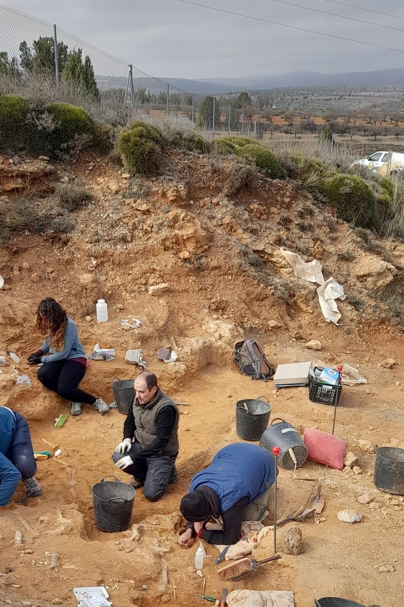 La Fundación Dinópolis excava gacelas, caballos, ciervos y rinocerontes de unos dos millones de años de antigüedad en La Puebla de Valverde (Teruel)