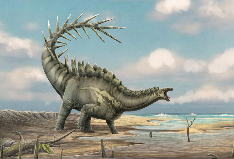 España se consolida como un referente mundial en la investigación sobre dinosaurios estegosaurios