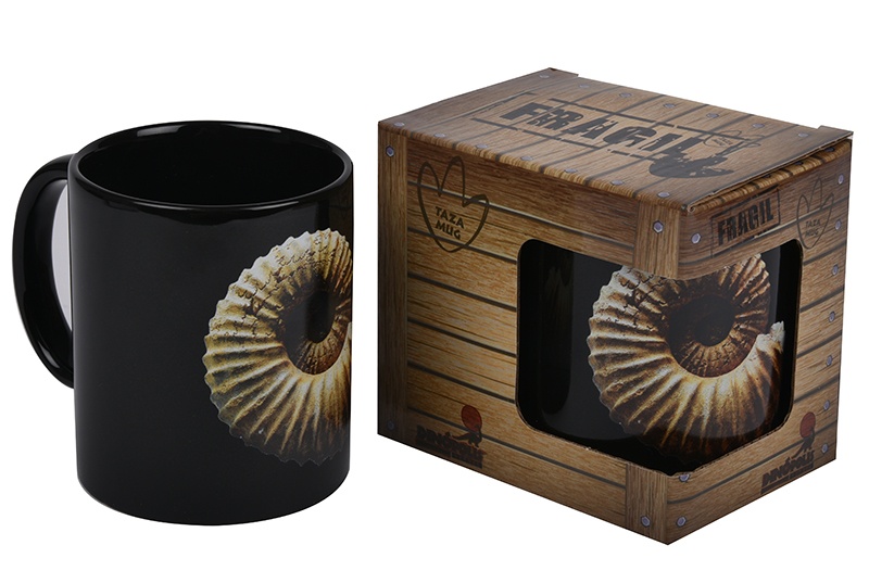 Taza Ammonite