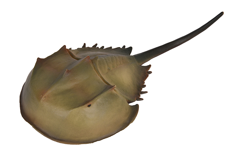 Cangrejo Herradura