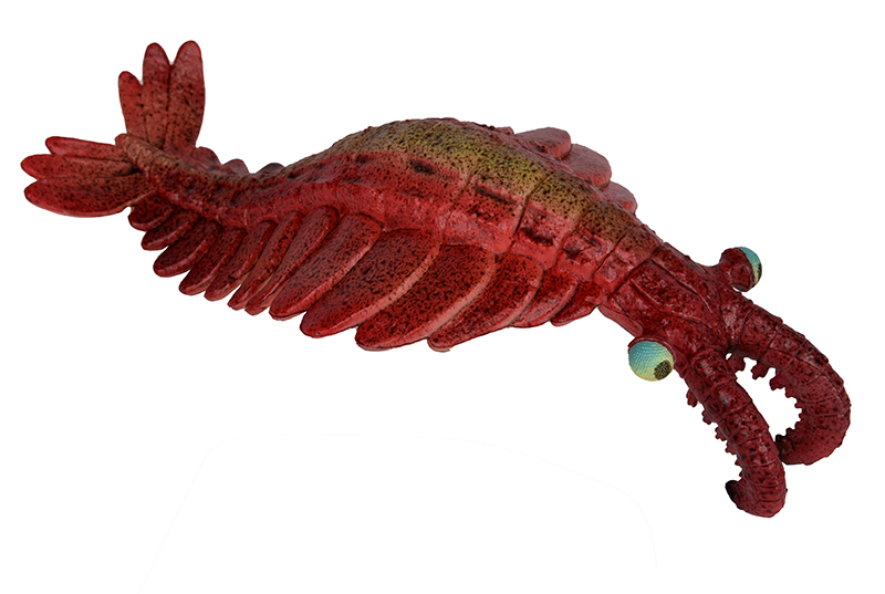 Anomalocaris