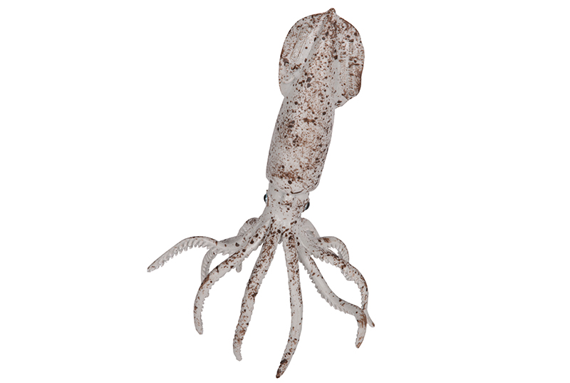 Belemnite