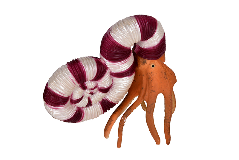 Pravitoceras