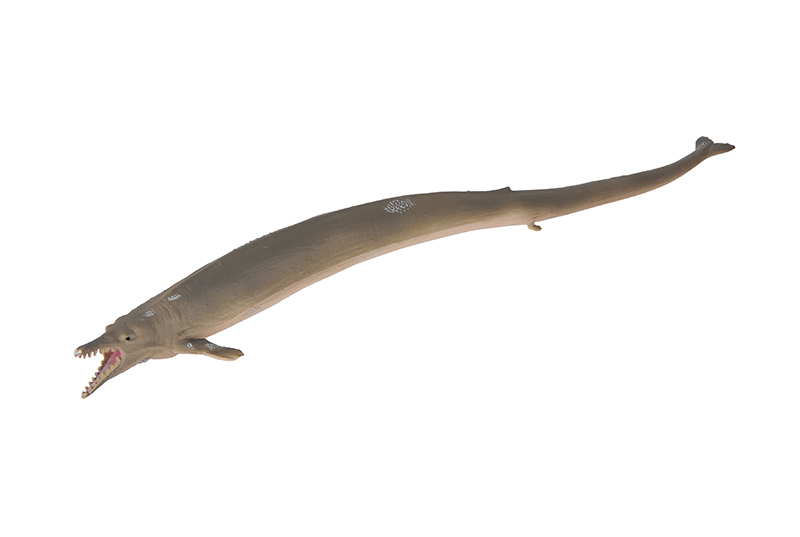 Basilosaurus